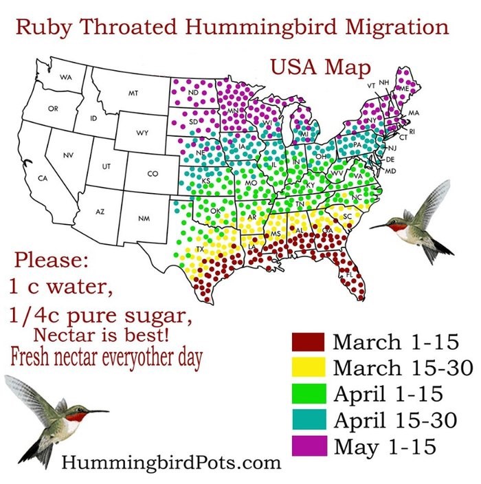 Keep Your Eyes Peeled, Thousands Of Hummingbirds Are Headed Right For